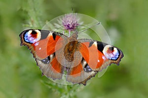 Evropský páv, Inachis io, červený motýl s očima sedí na růžový květ v přírodě. Letní scéna z louky