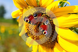 European Peacock (Nymphalis io) on Sunflower