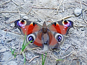 The European peacock, peacock butterfly Aglais io or Das Tagpfauenauge Schmetterling