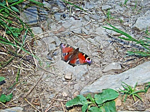 The European peacock, peacock butterfly Aglais io or Das Tagpfauenauge Schmetterling