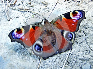 The European peacock, peacock butterfly Aglais io or Das Tagpfauenauge Schmetterling