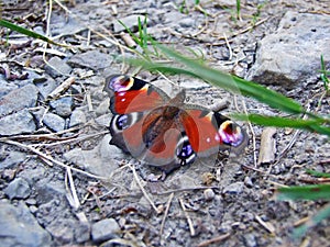 The European peacock, peacock butterfly Aglais io or Das Tagpfauenauge Schmetterling