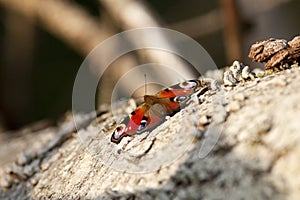 European peacock, peacock butterfly - aglais io sun bathing on tree stock photo