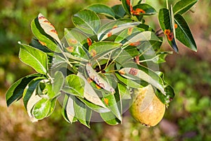 European pear rust is a common fungal disease of pears