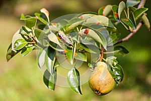 European pear rust is a common fungal disease of pears