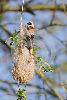 European penduline tit