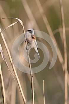 European penduline tit