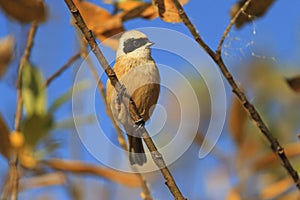 European penduline tit on a branch of autumn leaves