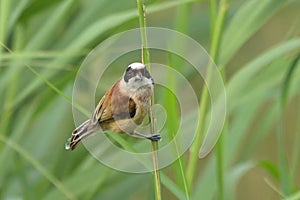 European penduline tit Remiz pendulinus