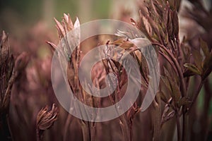 European peony, or Common peony Paeonia officinalis stems befo photo