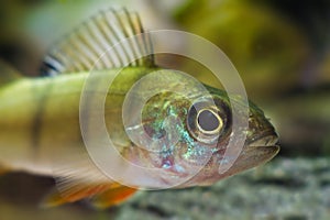 European perch carefully looks into camera, swim in nature coldwater river biotope aquarium, Perca fluviatilis