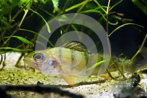 European perch, coldwater predator fish, Perca fluviatilis, hiding in plants in moderate river nature biotope aquarium