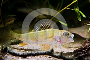 European perch, coldwater predator fish, Perca fluviatilis, open mouth in temperate river biotope aquarium, nature photo