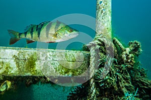 European perch, a common freshwater fish in Germany