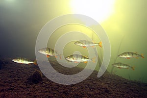 European perch or common perch Perca fluviatilis, shoal freshwater fish with the sun in the background.Freshwater fish with a