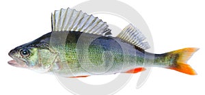 European perch fish photo