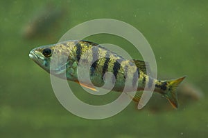 European perch Perca fluviatilis