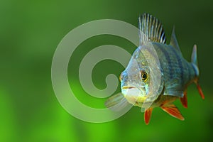 The European Perch - Perca fluviatilis.