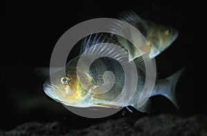 EUROPEAN PERCH perca fluviatilis