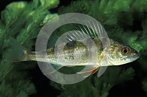 European Perch, perca fluviatilis