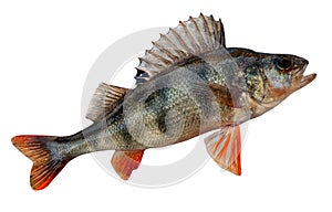 European perch (Perca fluviatilis)