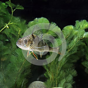 European Perch, perca fluviatilis