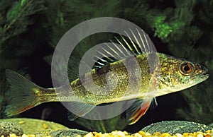 European Perch, perca fluviatilis