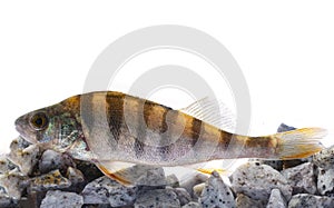 The European perch Perca fluviatilis