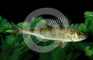 European Perch, perca fluviatilis, Adult