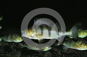 European Perch, perca fluviatilis, Adults