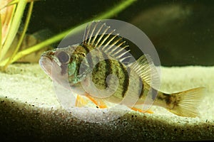 European perch, Perca fluviatilis fish