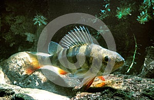 PERCHE COMMUNE perca fluviatilis