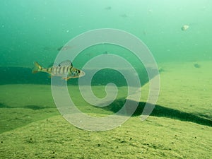 European perch swimming over cracked rocky bottom