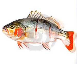 European Perch on white background