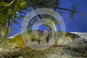 European perch, wild caught juvenile freshwater predator fish hiding in dense vegetation of hornwort