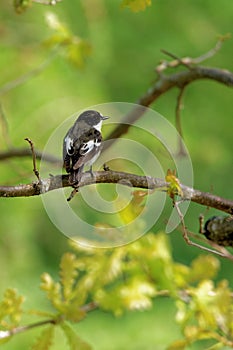 European pied flycatcher