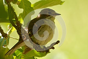European pied flycatcher (Ficedula hypoleuca) is a common and widespread small passerine bird