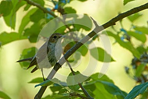 European pied flycatcher (Ficedula hypoleuca) is a common and widespread small passerine bird