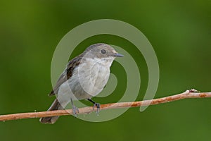 European pied flycatcher (Ficedula hypoleuca) female sitting on a branch