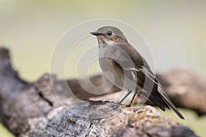 European Pied Flycatcher Ficedula hypoleuca. Female of this small passerine bird sitting on a branch. Brown head,