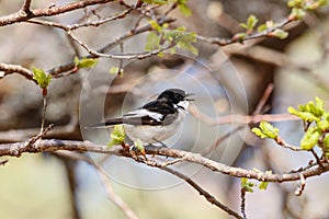 European pied flycatcher ficedula hypoleuca male