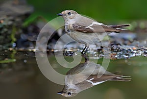 European pied flycatcher stands in forest water pond