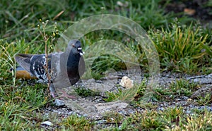 Pigeon eating on the grass photo