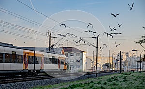Pigeons flying alongside a train photo