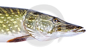 European pike portrait
