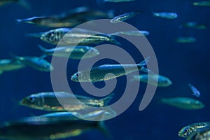 European pilchard Sardina pilchardus. photo