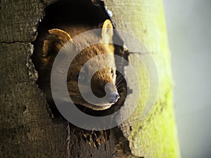 European Pine Marten