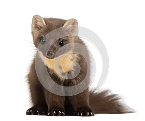 European Pine Marten