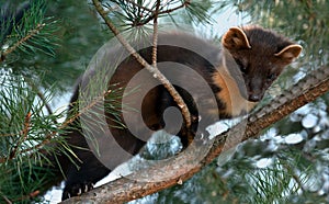 The European pine marten (Martes martes), known most commonly as the pine marten in Anglophone Europe, and less commonly also