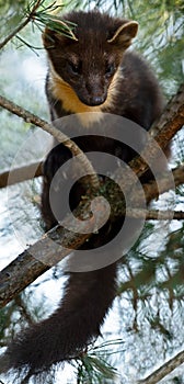 The European pine marten (Martes martes), known most commonly as the pine marten in Anglophone Europe, and less commonly also